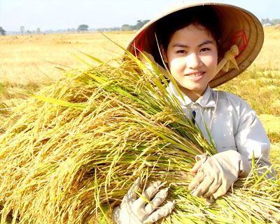 gao-viet-nam-nhap-khau-vao-mexico-bi-ap-thue-201420777674